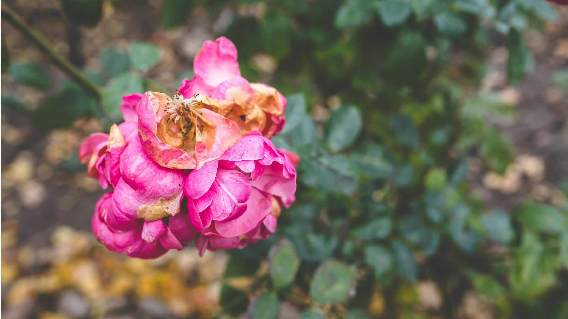 Lima Cara Efektif Menghidupkan Kembali Tanaman Layu