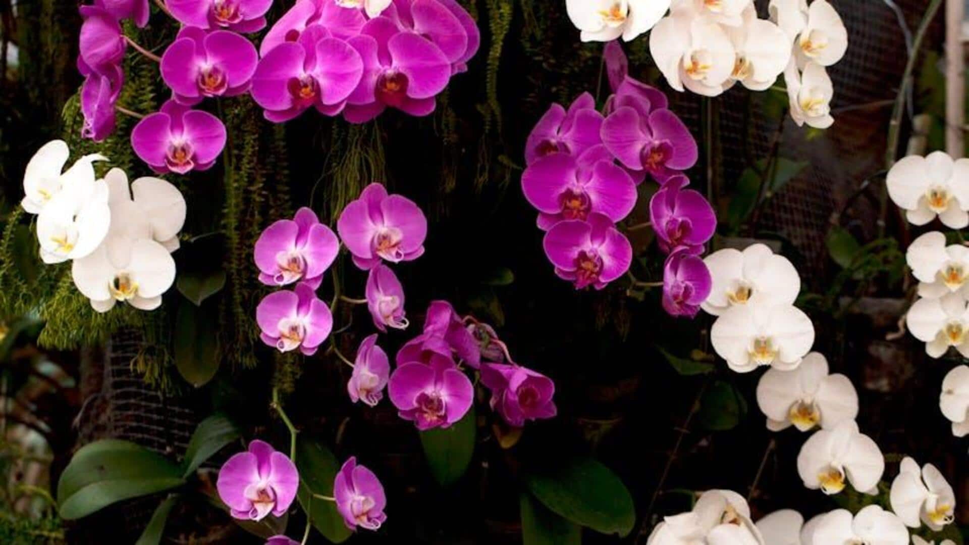 Cara Meningkatkan Pembungaan di Taman Anggrek