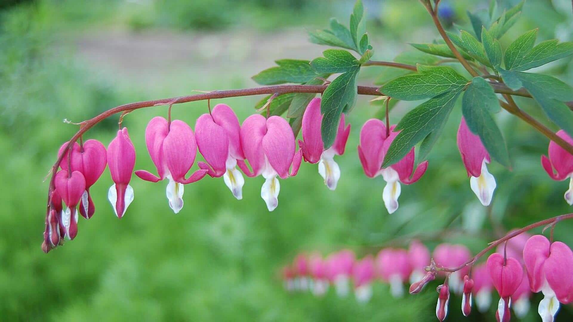 Rahasia Menanam Bunga Bleeding Heart di Rumah