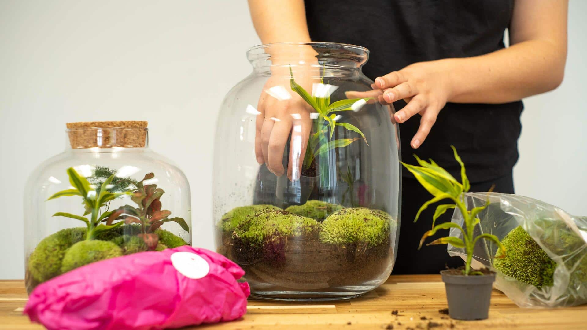 Ubah toples menjadi kebun herbal di rumah Ubah toples menjadi kebun herbal di rumah