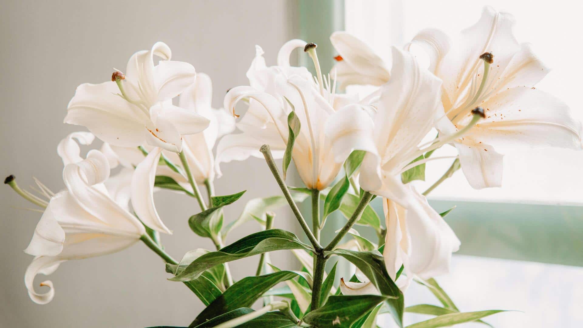 Cara Menanam Bunga Lili di Taman Rumah