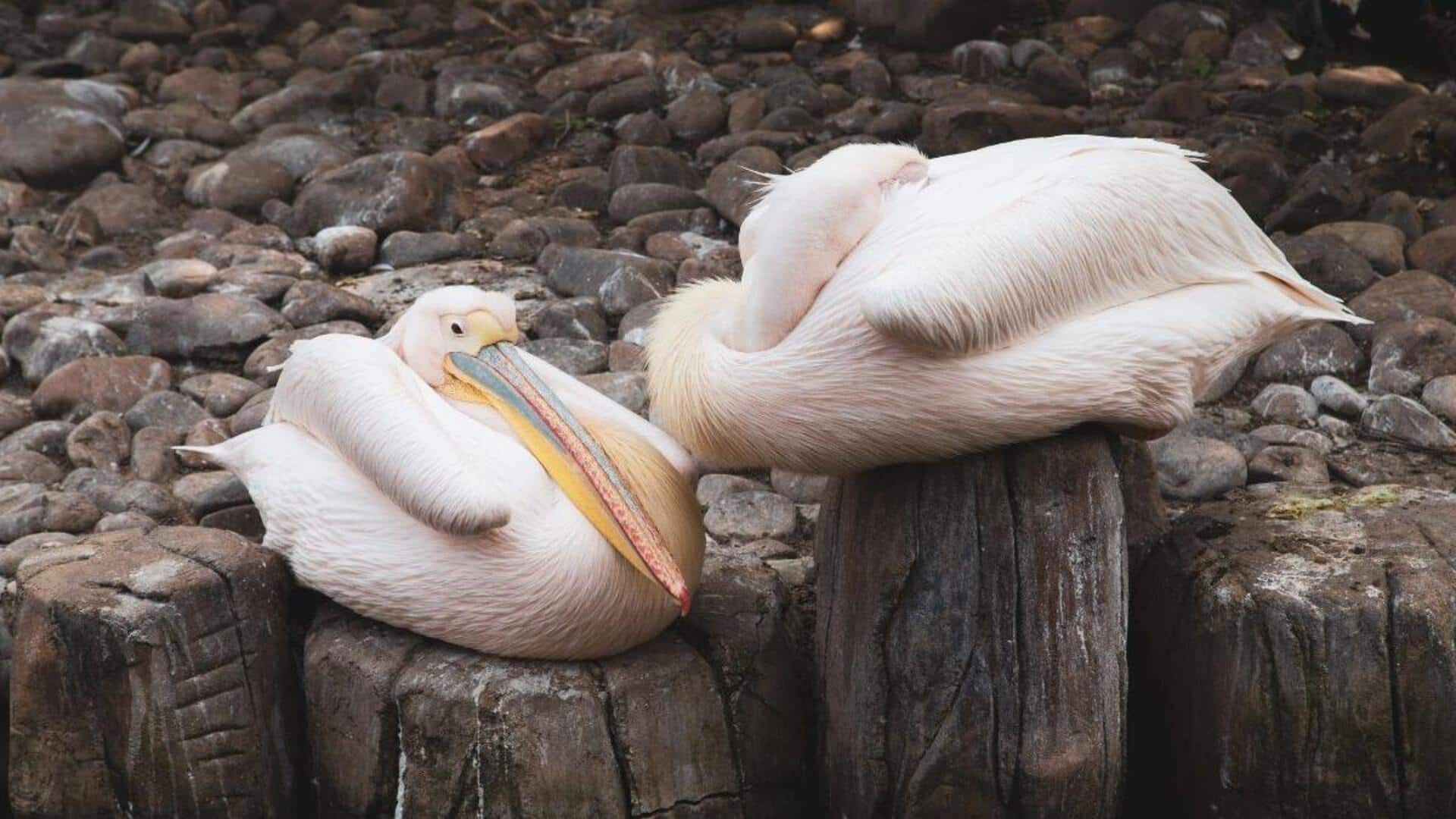 Lima Pose Tidur Pelikan yang Unik di Habitat Alaminya