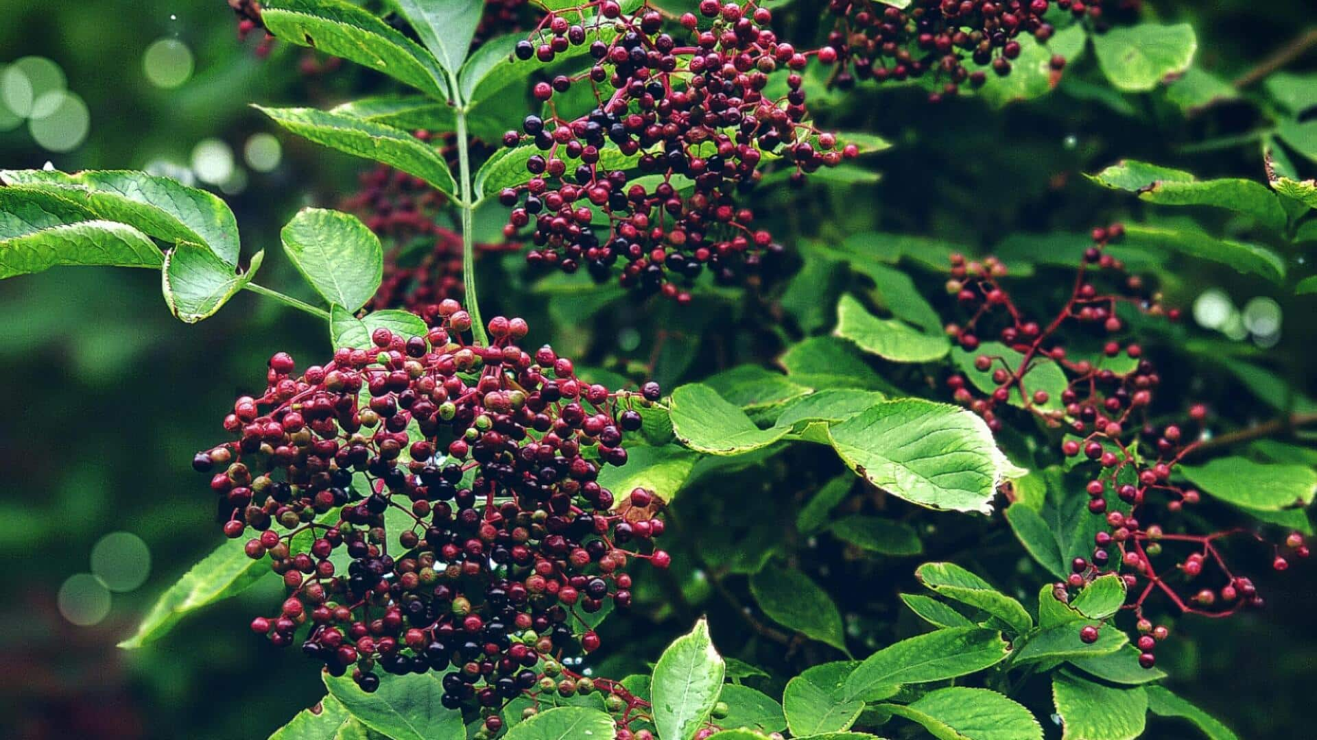 Resep Manis Kaya Antioksidan dengan Elderberry