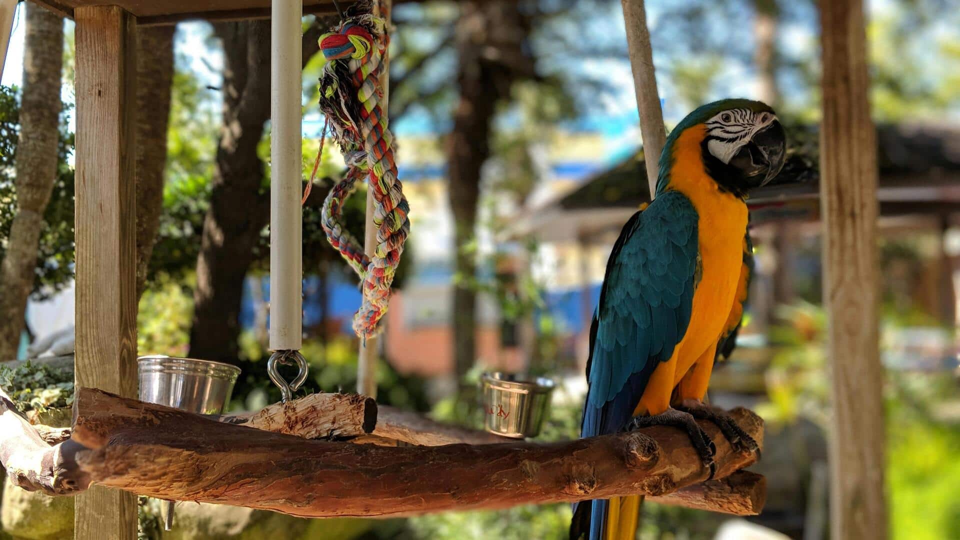 Membuat Tenggeran Aman dari Barang di Rumah untuk Burung Peliharaan Membuat Tenggeran Aman dari Barang di Rumah untuk Burung Peliharaan