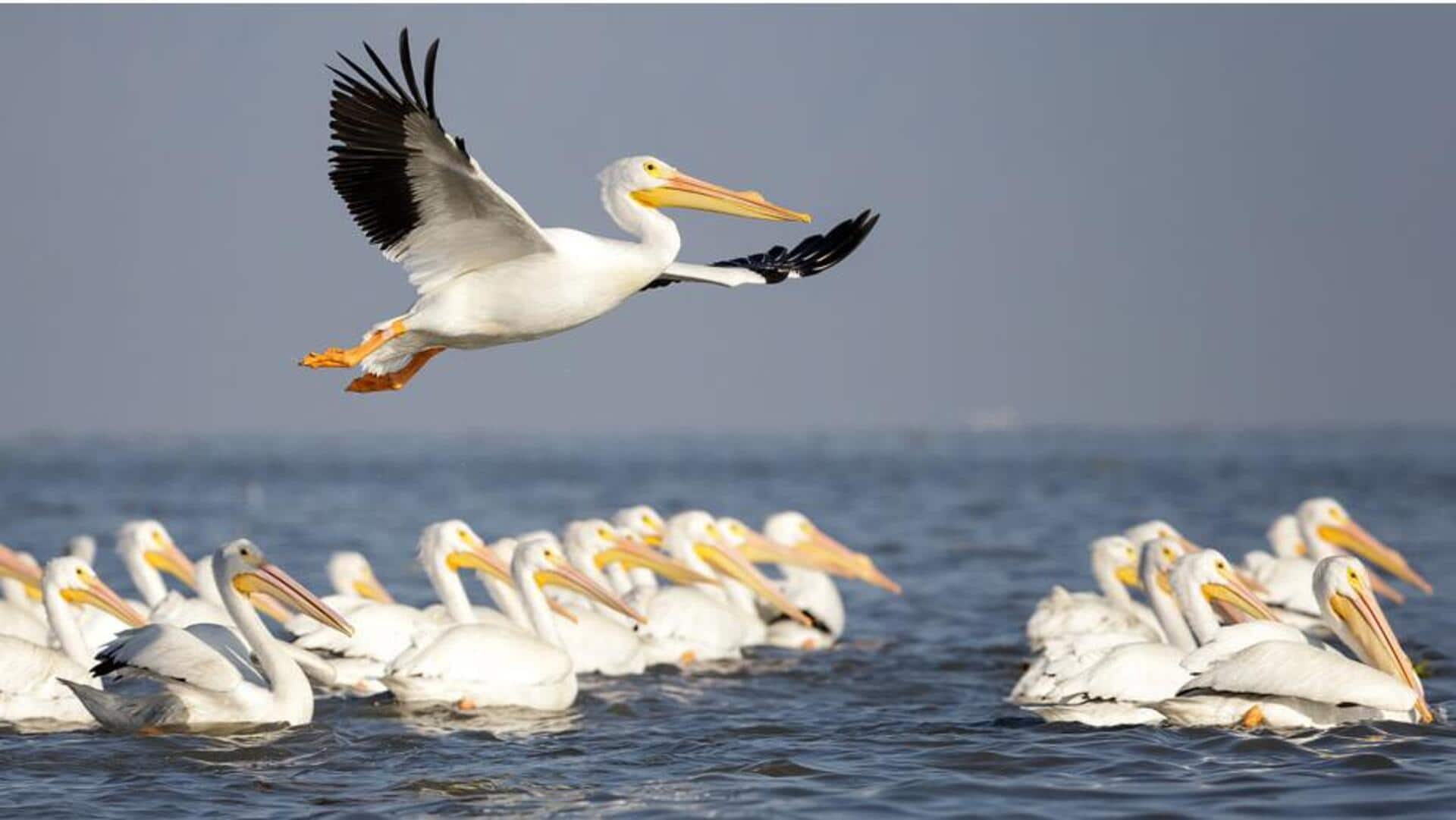Mengungkap Pola Migrasi Pelikan yang Tersembunyi