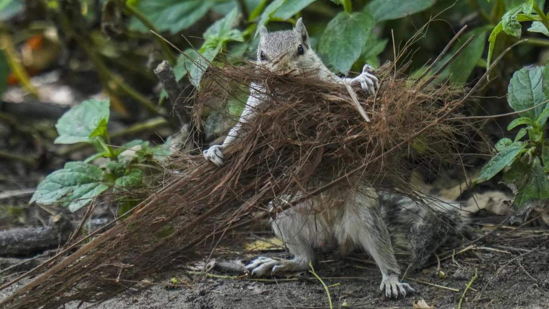 Lima Strategi Unik Tupai dalam Membangun Sarang