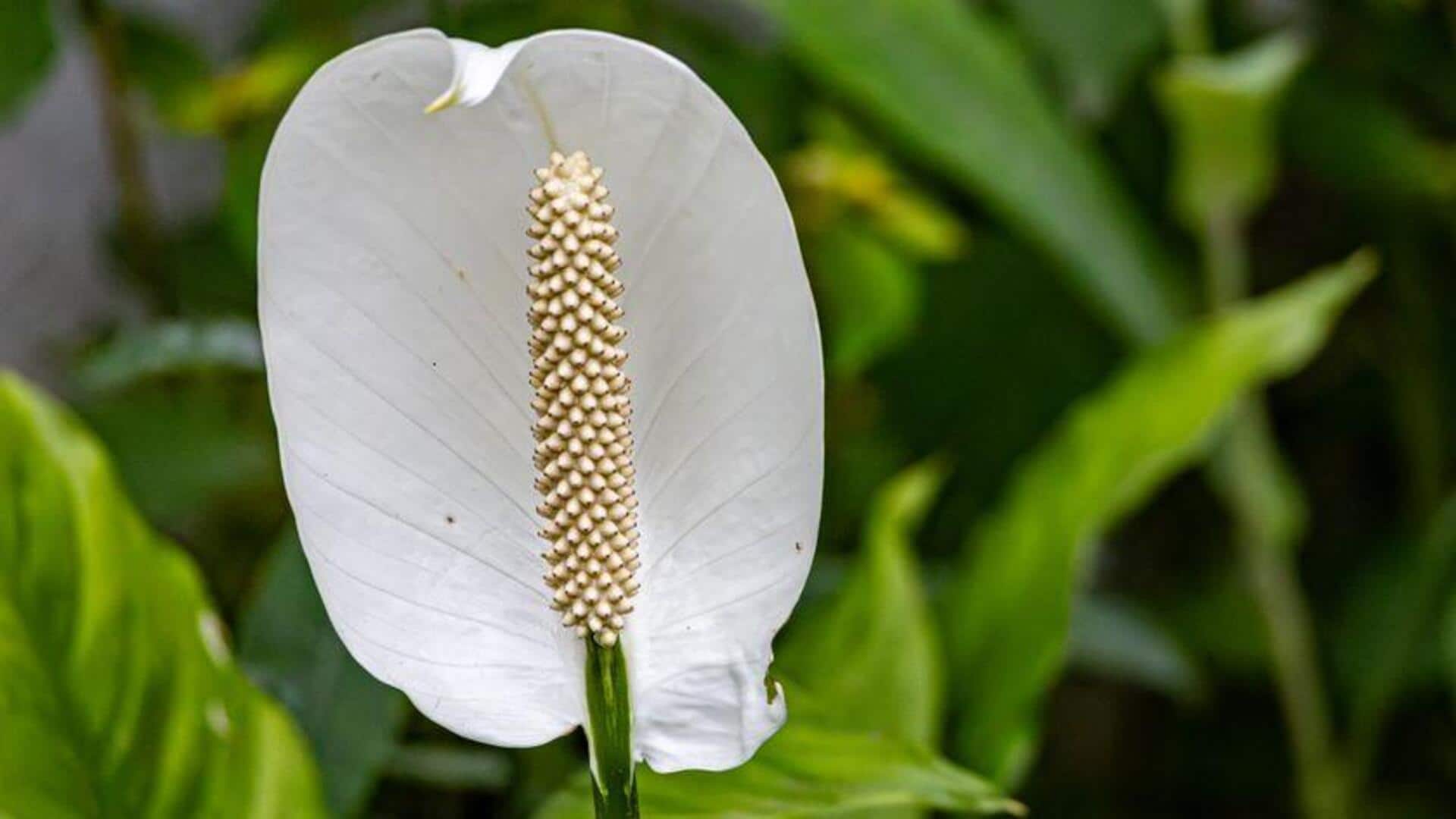 Manfaat Menanam Peace Lily di Dalam Ruangan