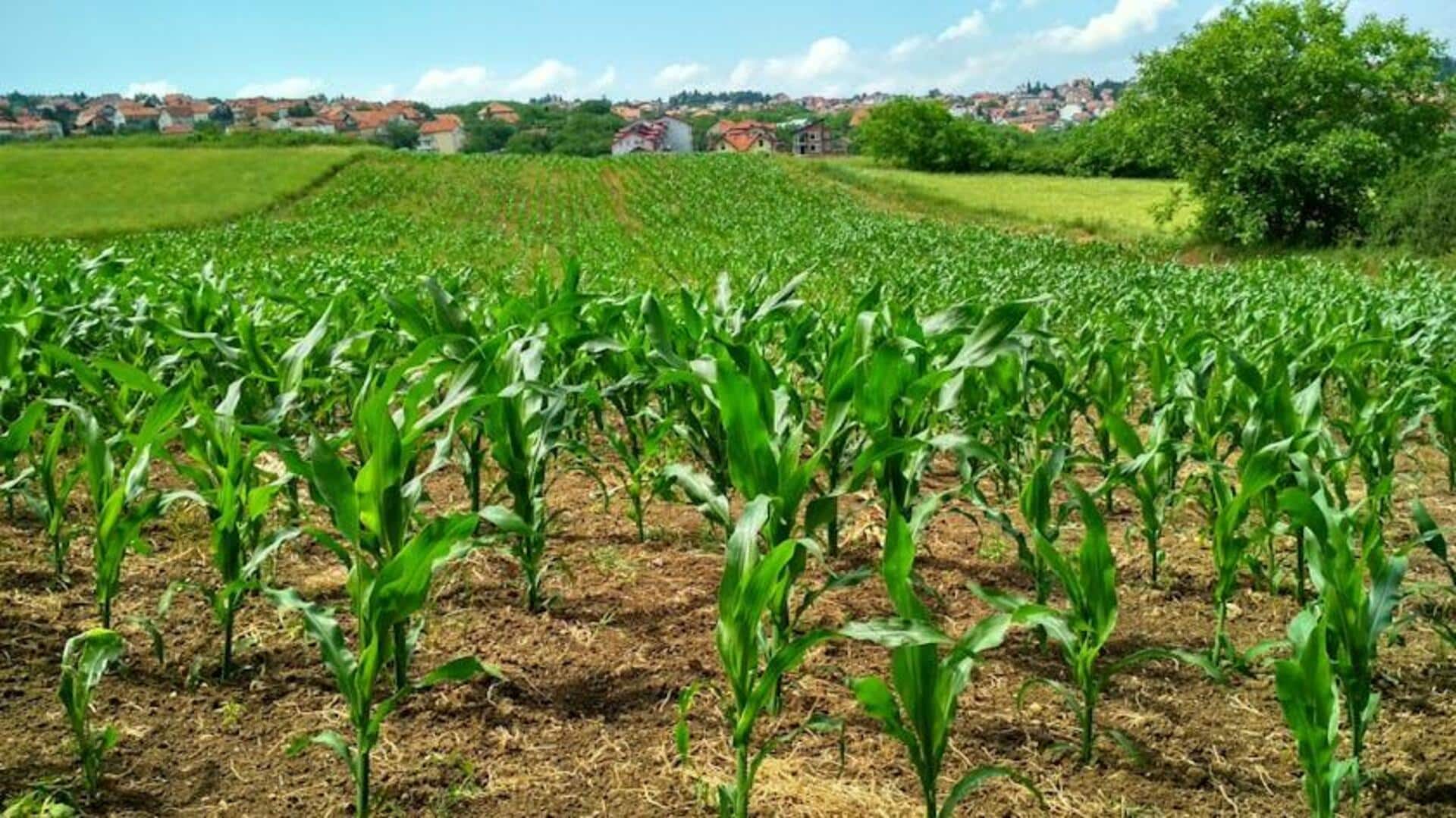 Cara Sukses Menanam Jagung Pelangi Cara Sukses Menanam Jagung Pelangi