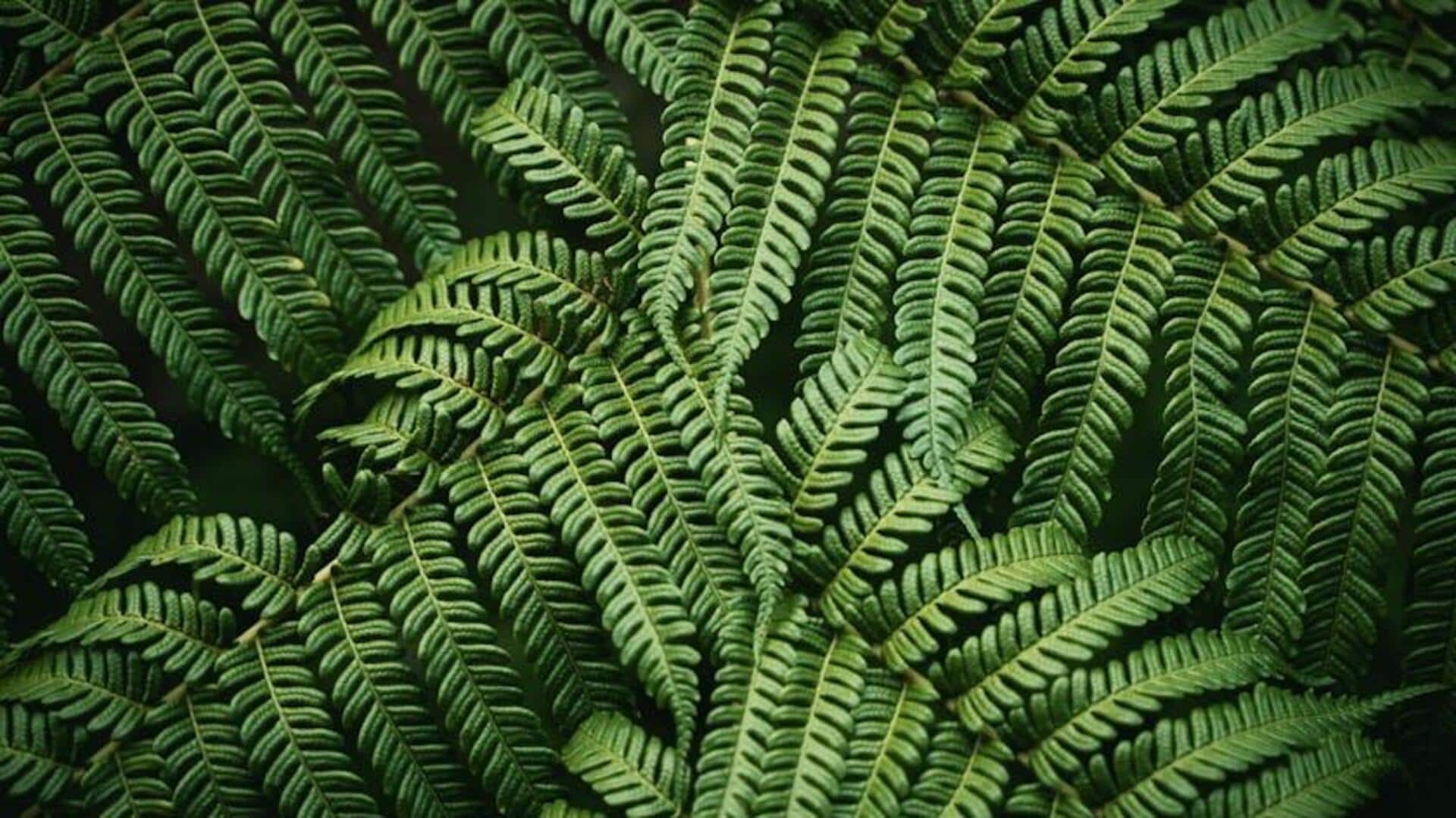 Tips Menumbuhkan Pakis Dalam Ruangan