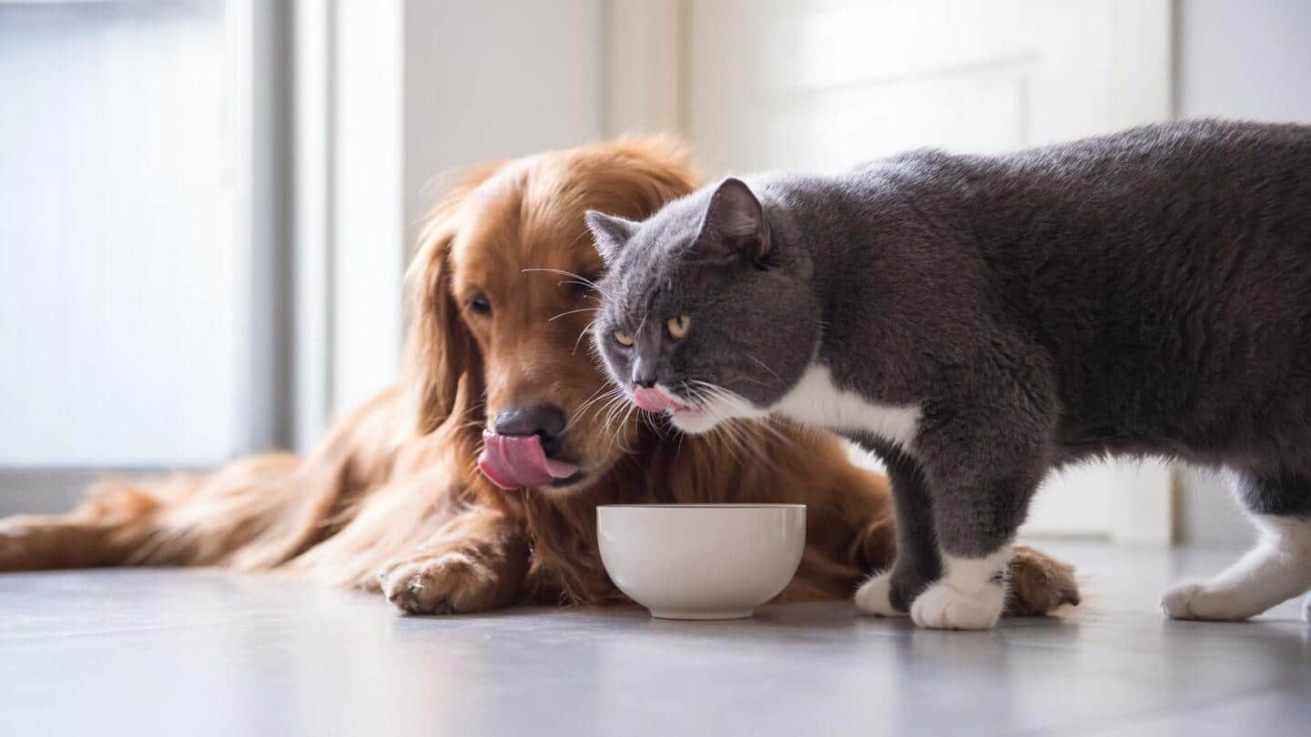 Bolehkah kucing makan makanan anjing? Pendapat ahli tentang pemberian pakan silang