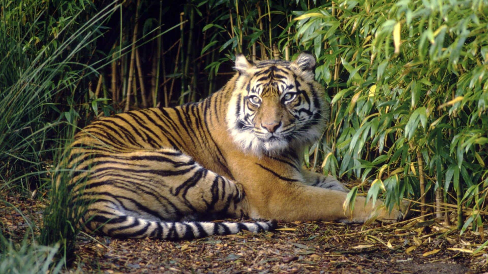 Harimau Sumatra: Pola Garis Unik yang Menakjubkan Harimau Sumatra: Pola Garis Unik yang Menakjubkan