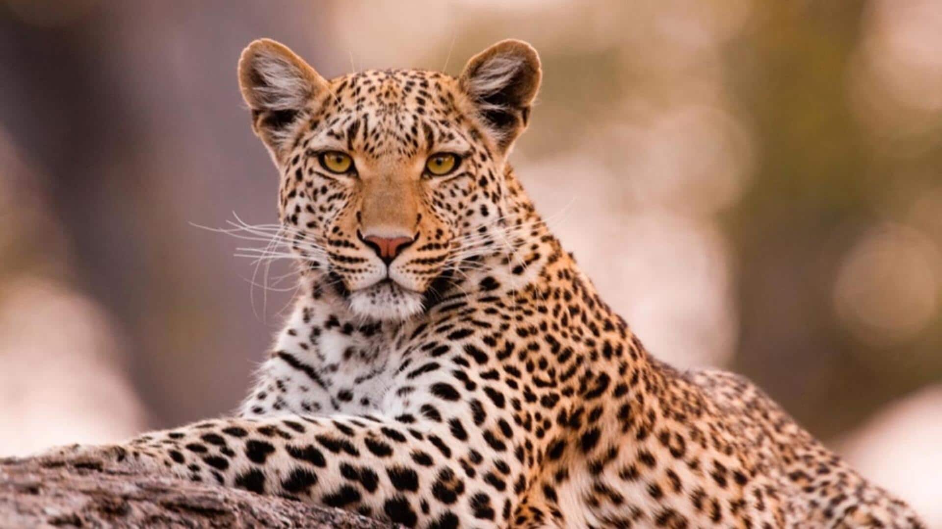 Lima Cara Mengejutkan Macan Tutul dalam Memanfaatkan Kumisnya