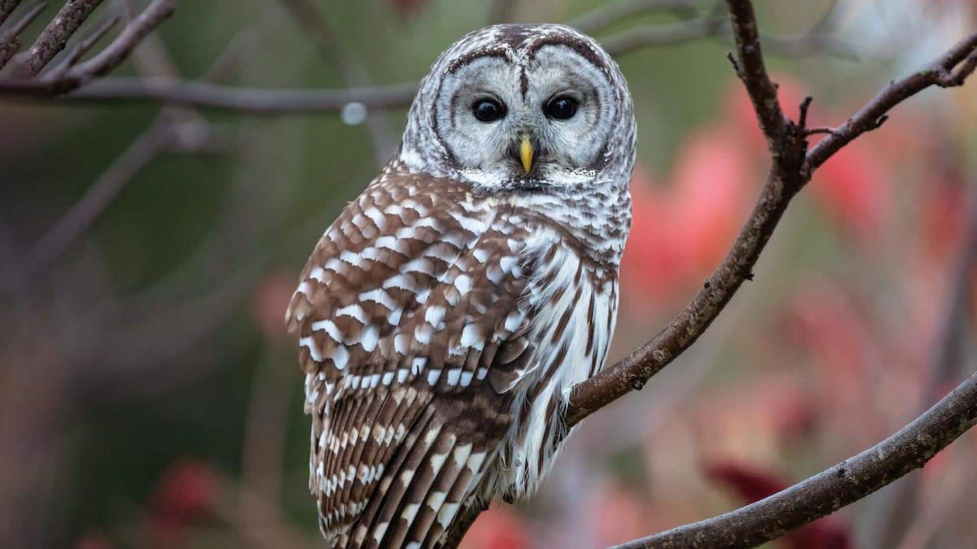 Mengungkap Kemampuan Unik Burung Hantu dalam Memutar Lehernya 