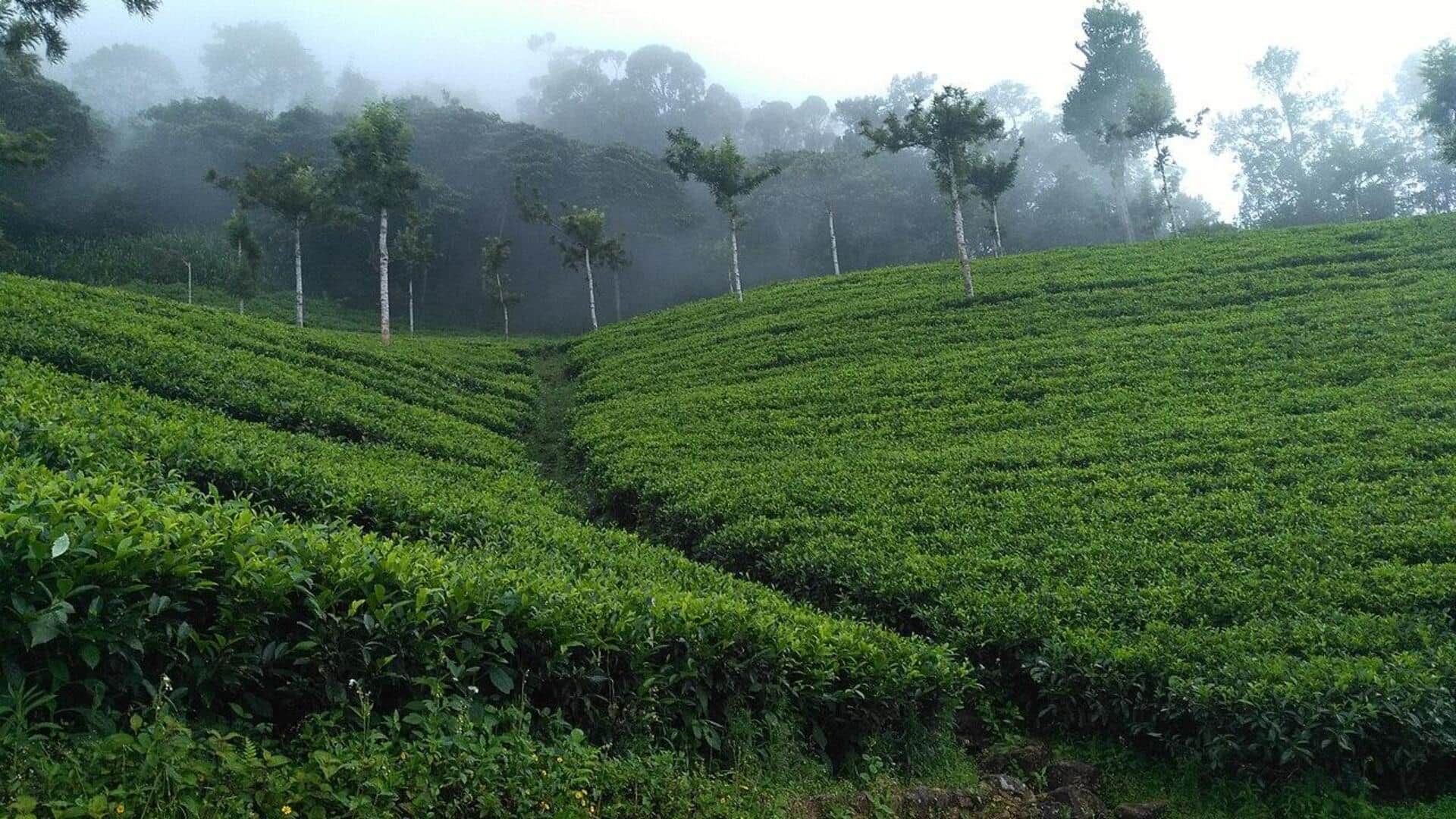 Mengagumi Keelokan Perkebunan Teh di Sri Lanka