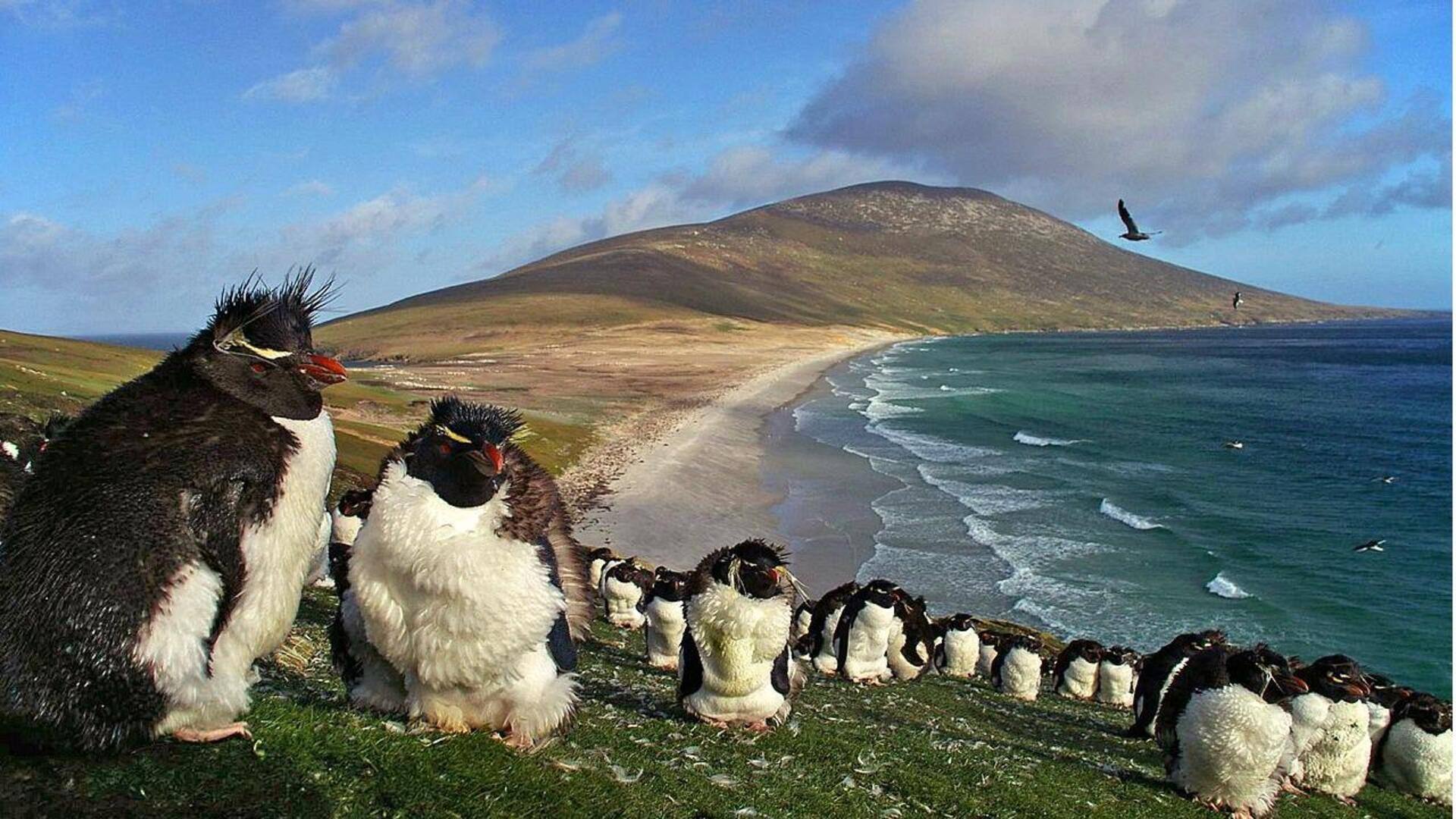 Menjelajahi Kepulauan Falkland: 5 Harta Alam yang Tak Boleh Dilewatkan