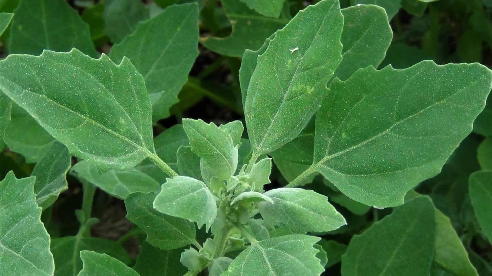 Rahasia Nutrisi Dari Daun Bayam Angsa