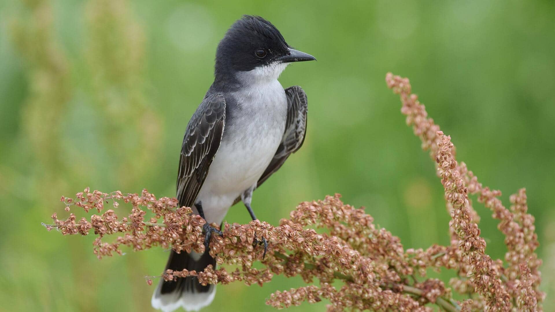 Mempelajari Lima Kebiasaan Perawatan Diri yang Unik dari Kingbird 