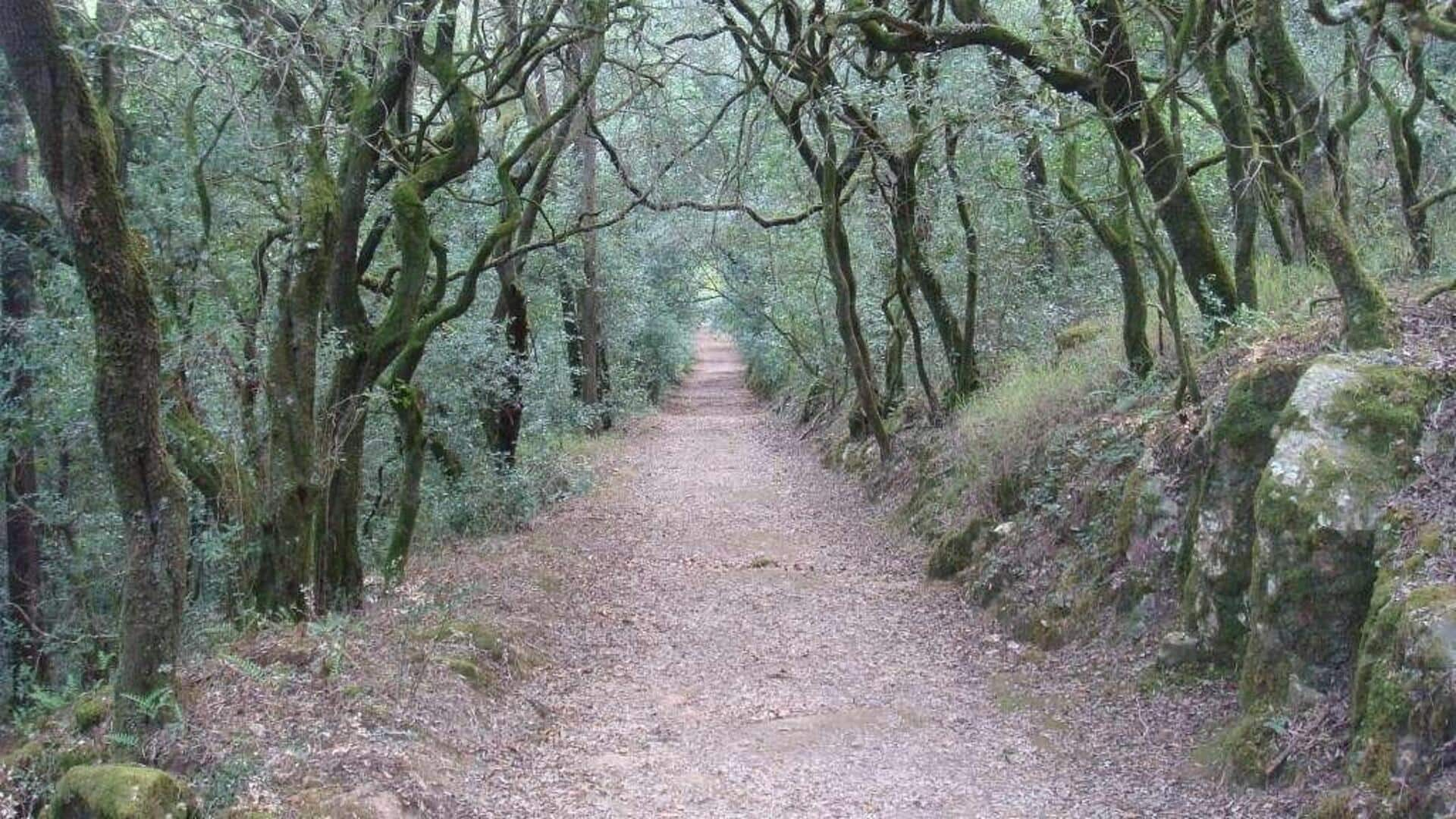 Menjelajahi keindahan hutan Bucaco, Portugal