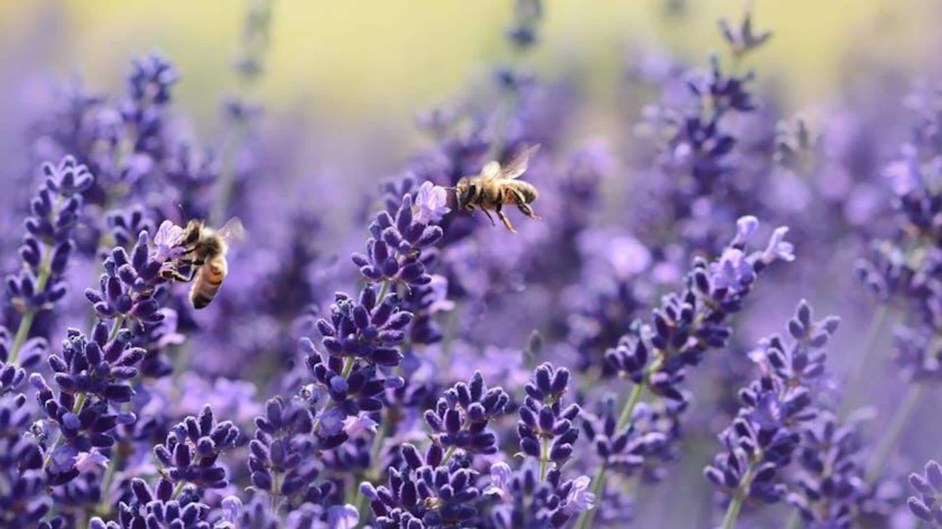 Lima Cara Luar Biasa Menggunakan Lavender di Taman Anda