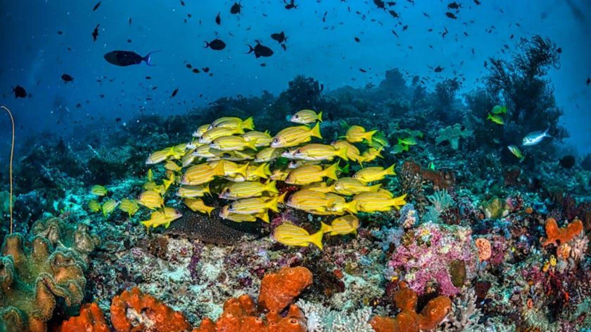 Menemukan Keajaiban Bawah Laut Indonesia Menemukan Keajaiban Bawah Laut Indonesia