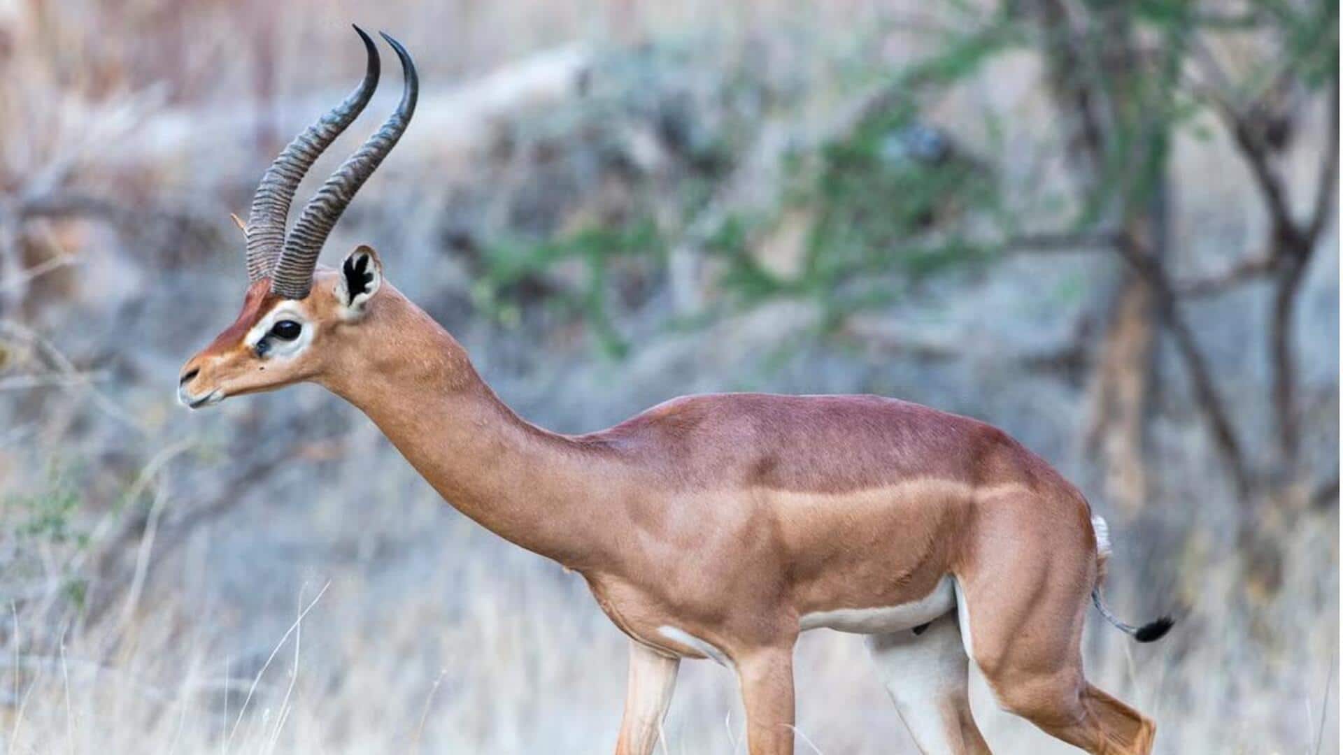 Mengamati Tanduk Rusa Berleher Panjang yang Unik