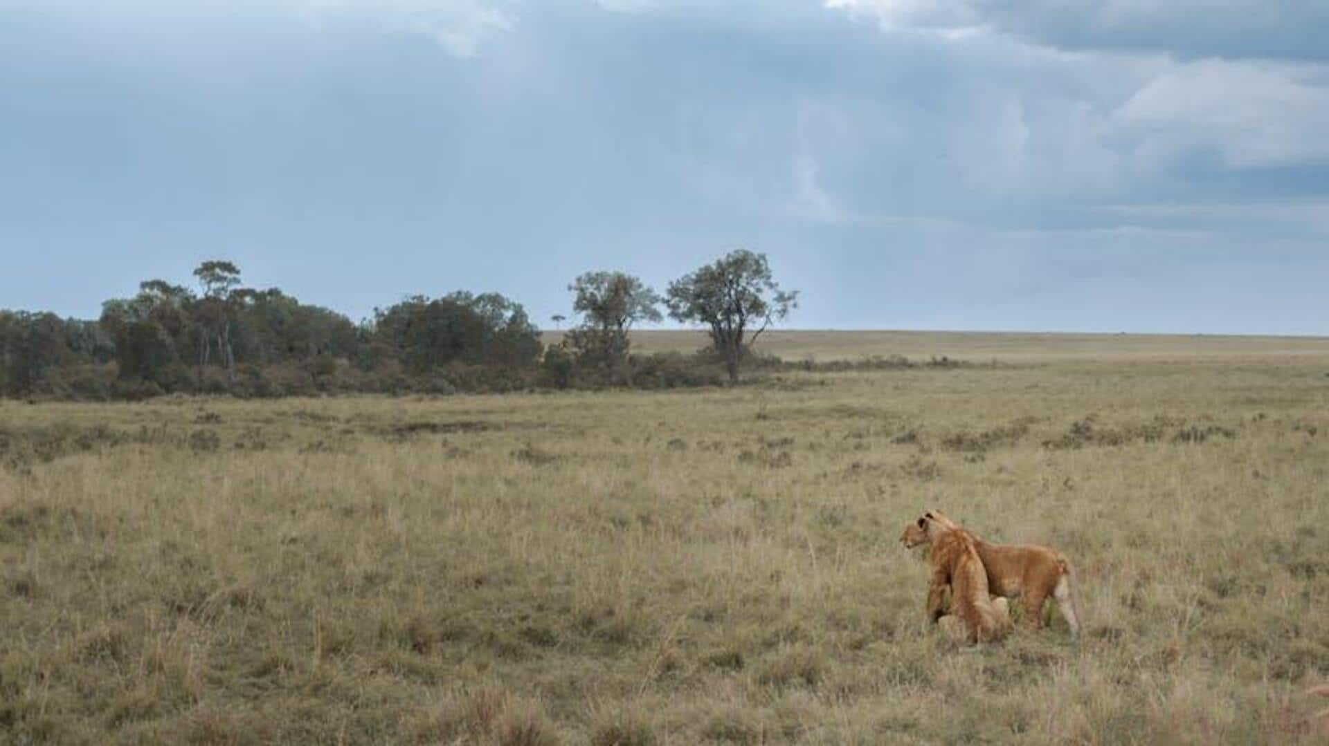 Menelusuri Jejak Laetoli di Tanzania