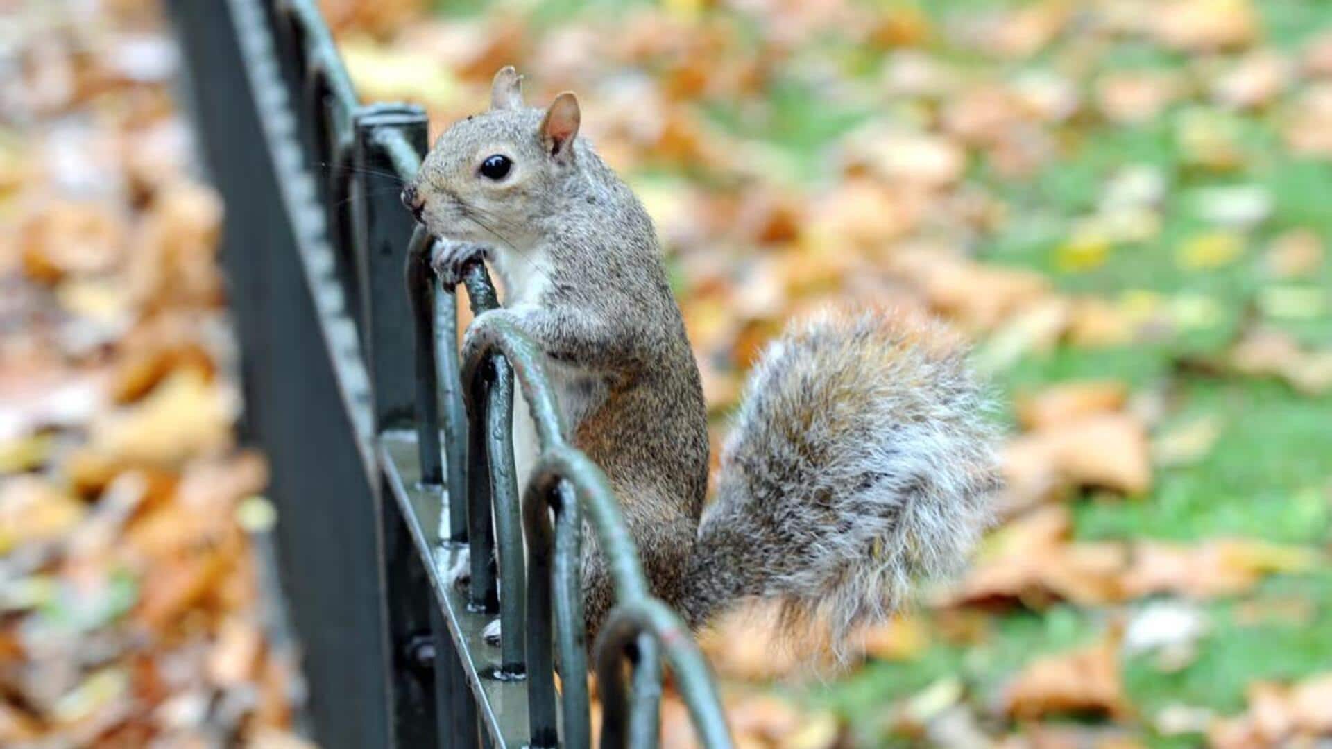 Mengungkap Pola Makan Tupai di Area Perkotaan