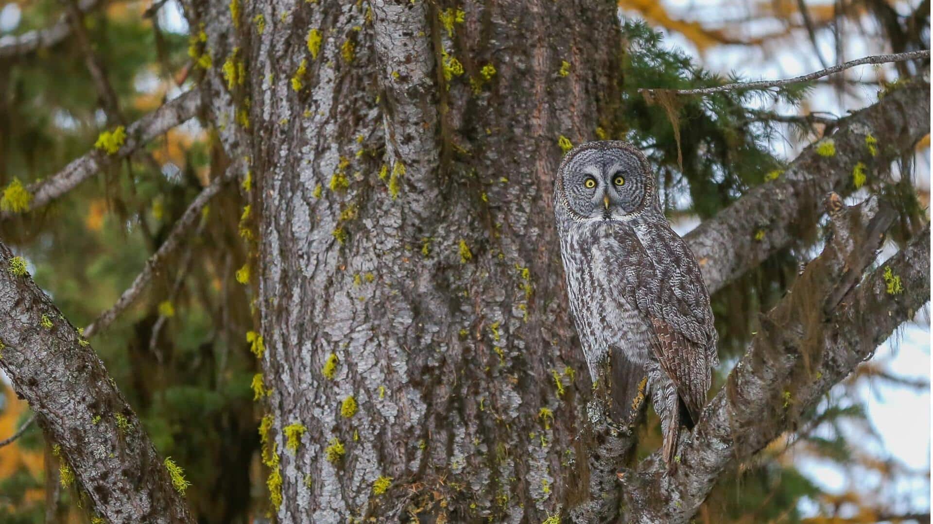 Desain Bulu Burung Hantu: Keajaiban Kamuflase dari Alam
