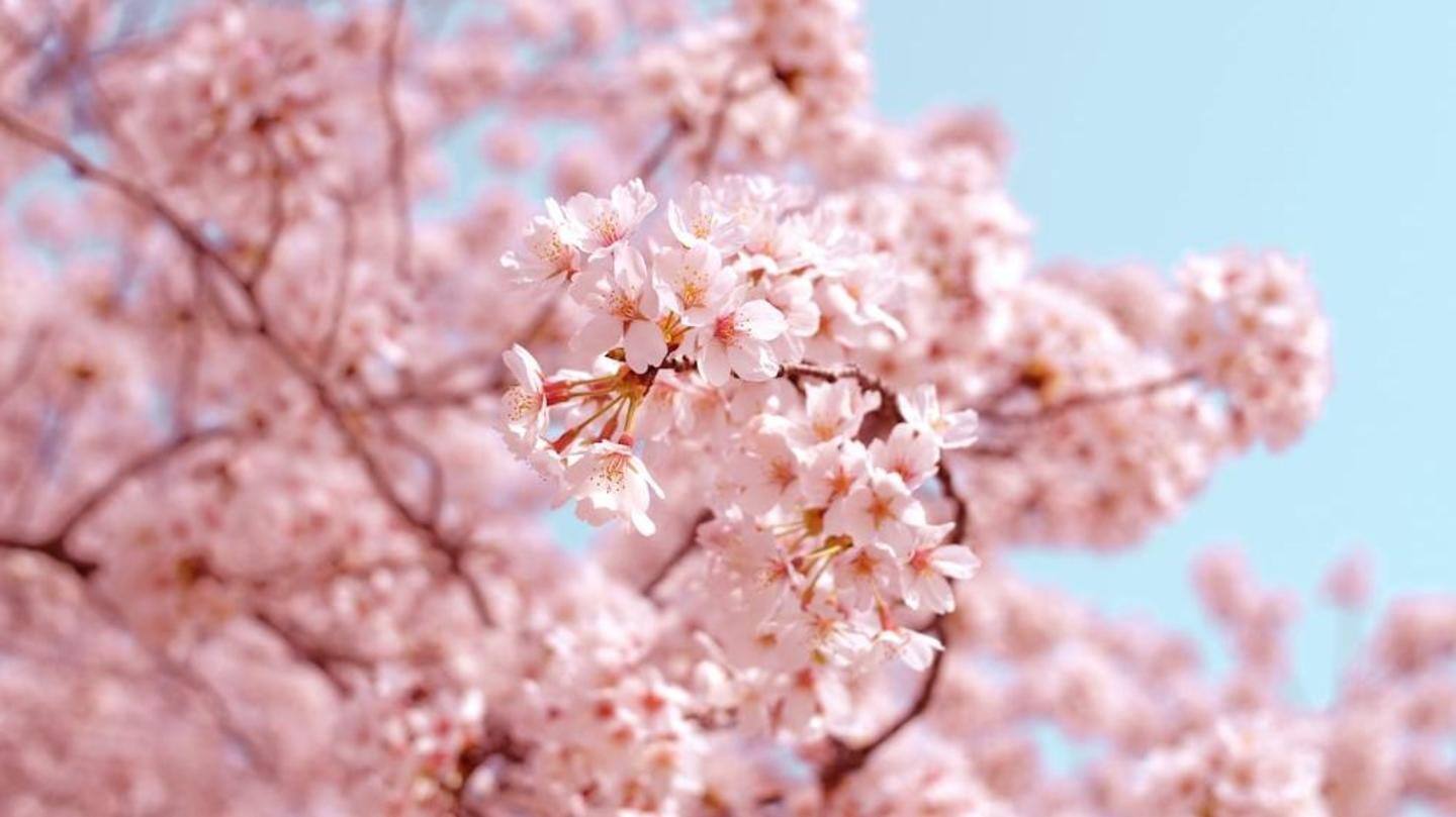 Siap untuk Festival Bunga Sakura Shillong? Inilah semua tentangnya