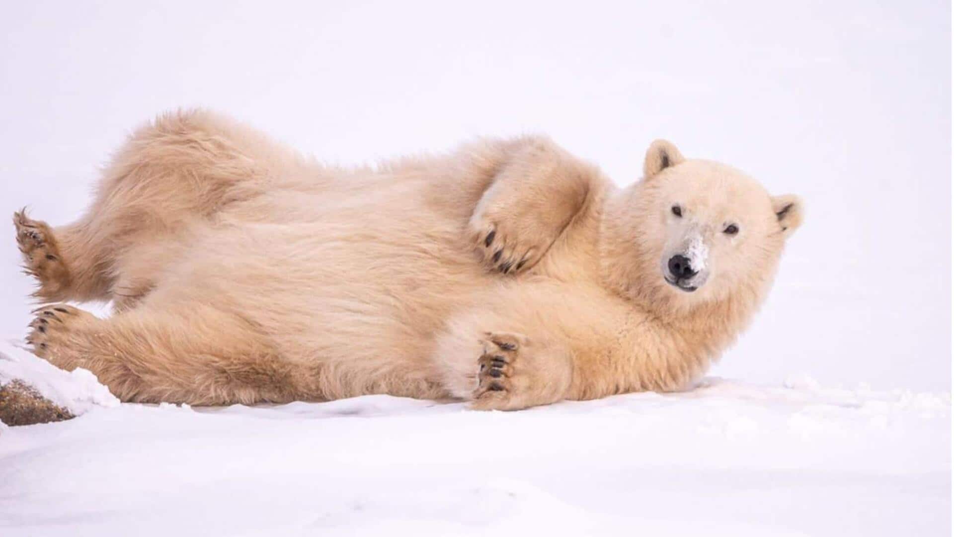 Ikuti ekspedisi beruang kutub Arktik yang megah di Kanada