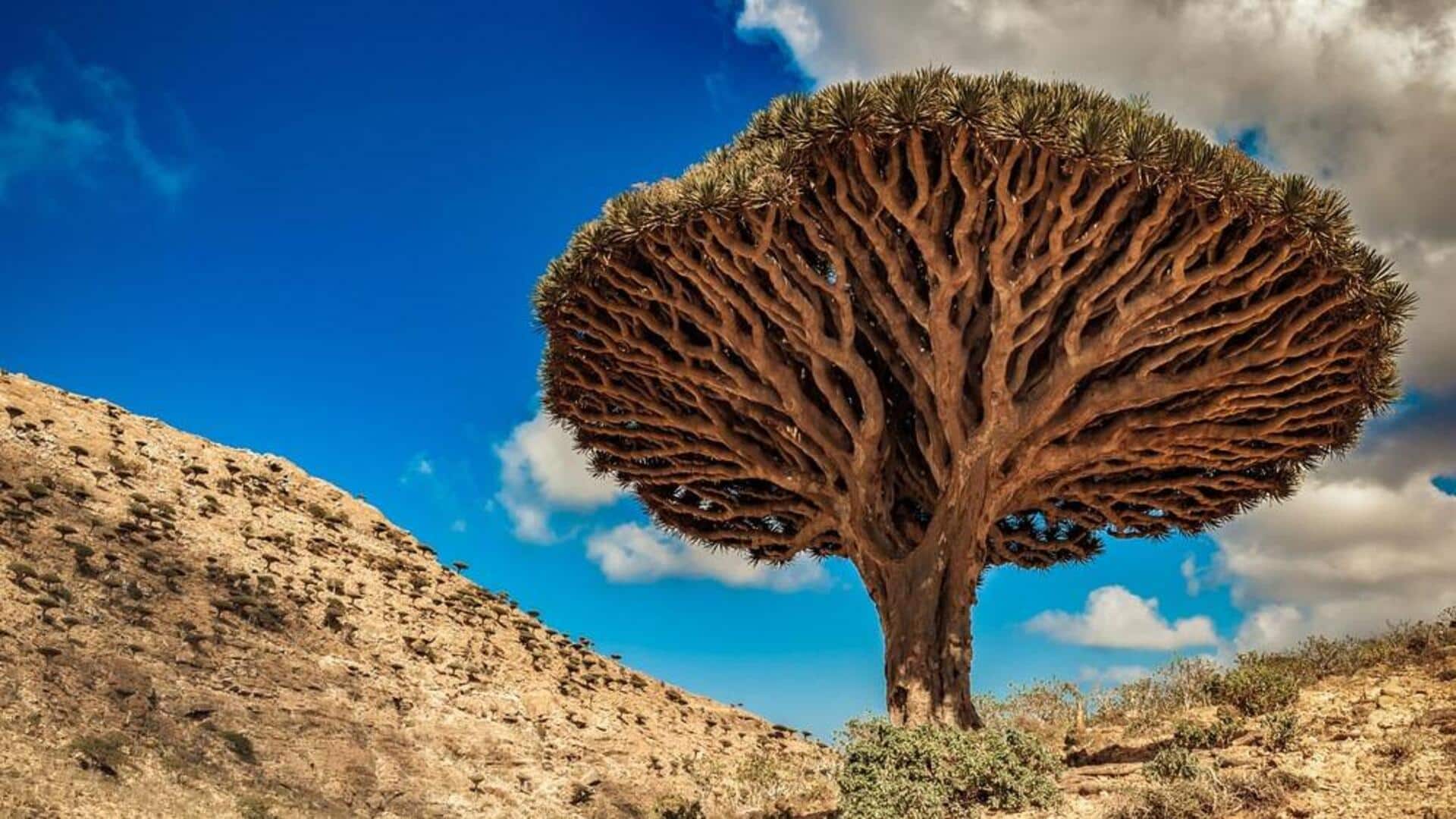 Menjelajahi Keajaiban Pulau Socotra, Yaman