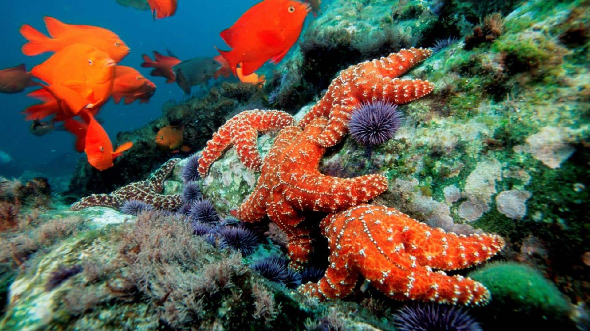 Mengagumi Rutinitas Harian Bintang Laut Mengagumi Rutinitas Harian Bintang Laut