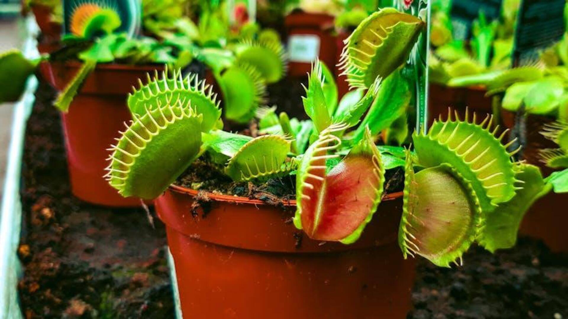 Fakta Menarik tentang Tanaman Karnivora