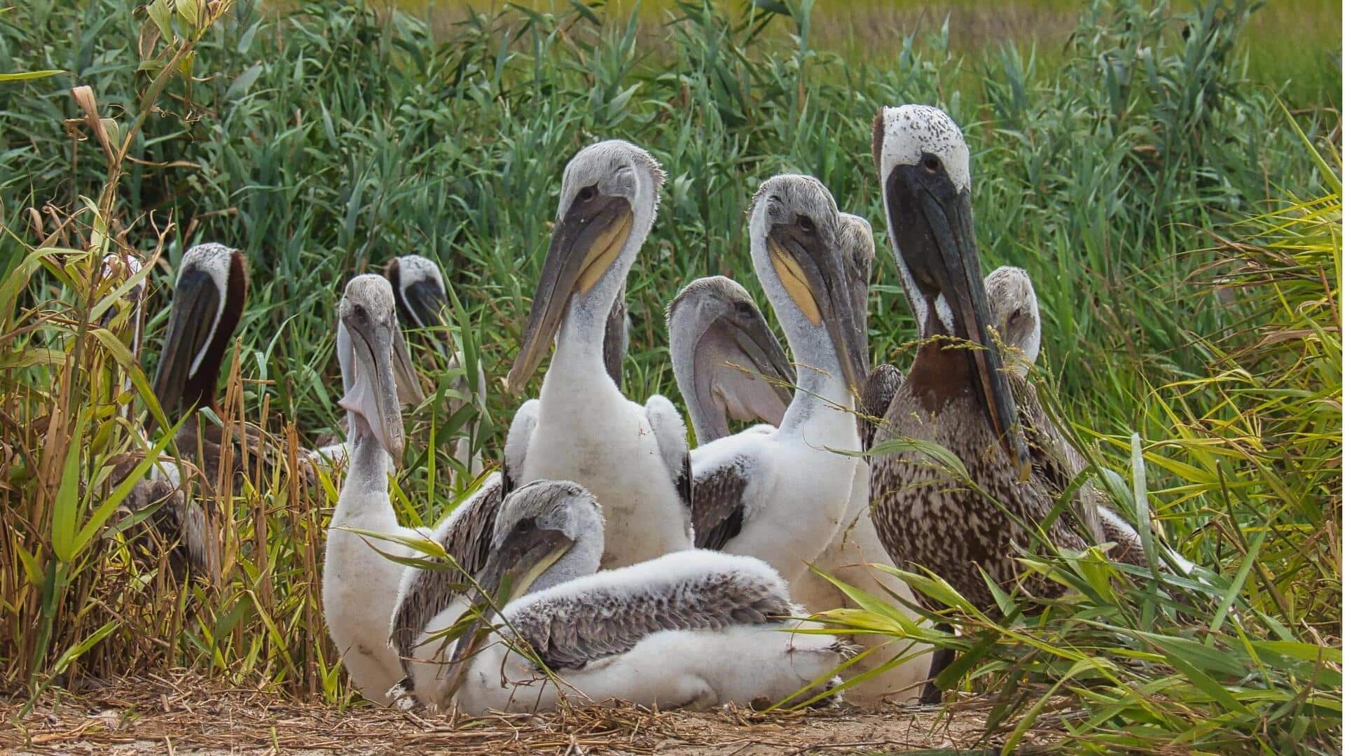 Koloni Pelikan: Rahasia Kerja Sama di Habitat yang Beragam
