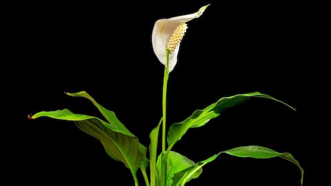 Cara Menumbuhkan Lili Perdamaian di Dalam Ruangan