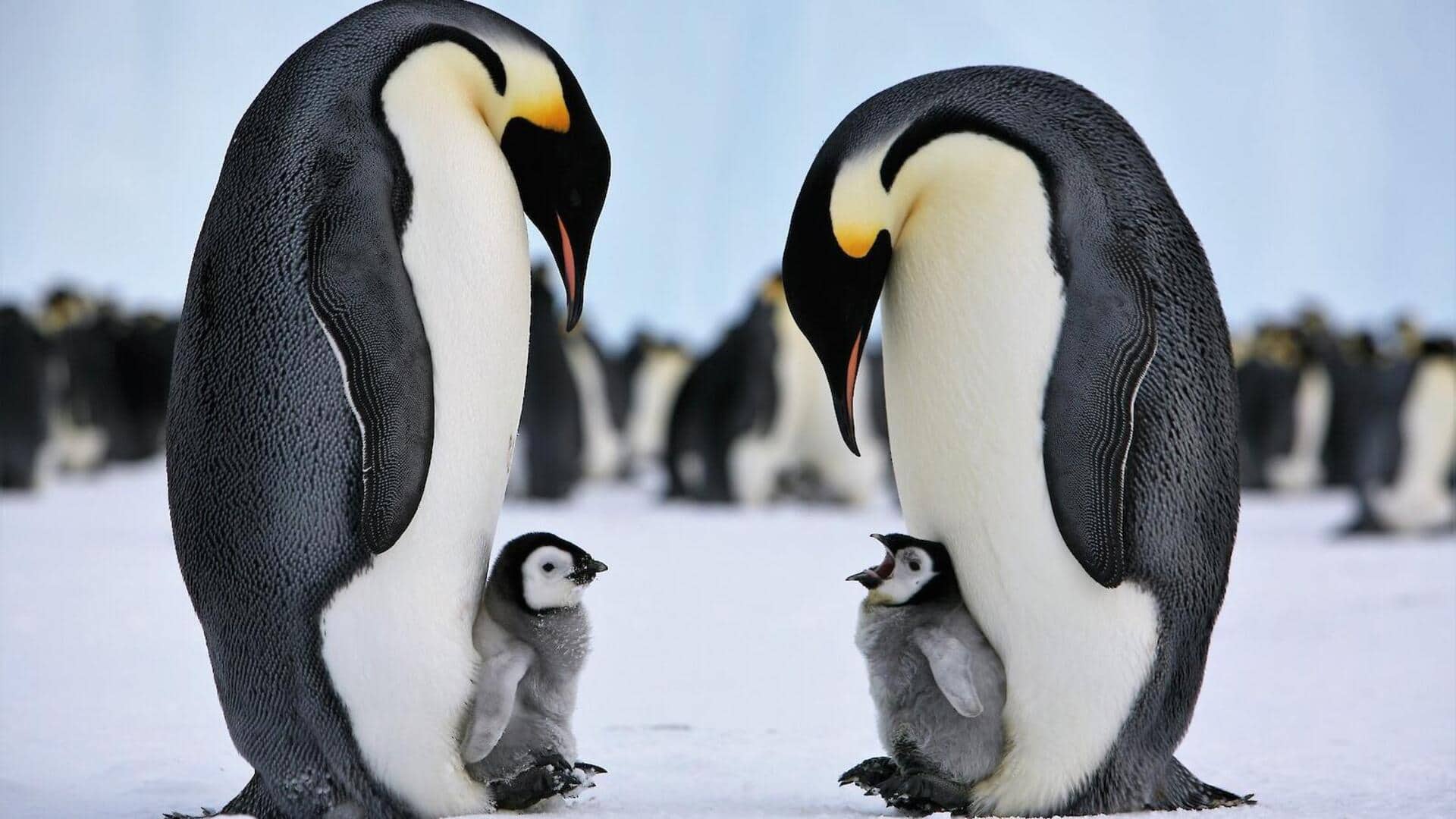 Pengasuhan Unik Penguin: Praktik Perawatan Anak yang Menarik