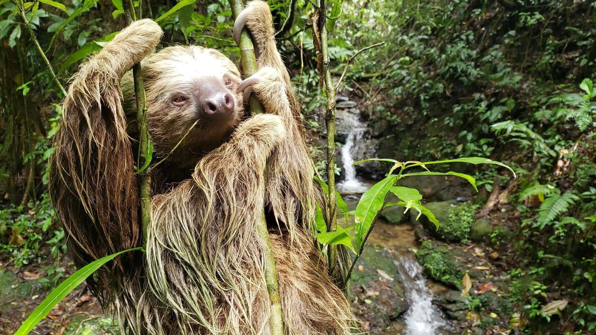 Cara Kungkang Menjelajahi Hutan dengan Indra Penciuman