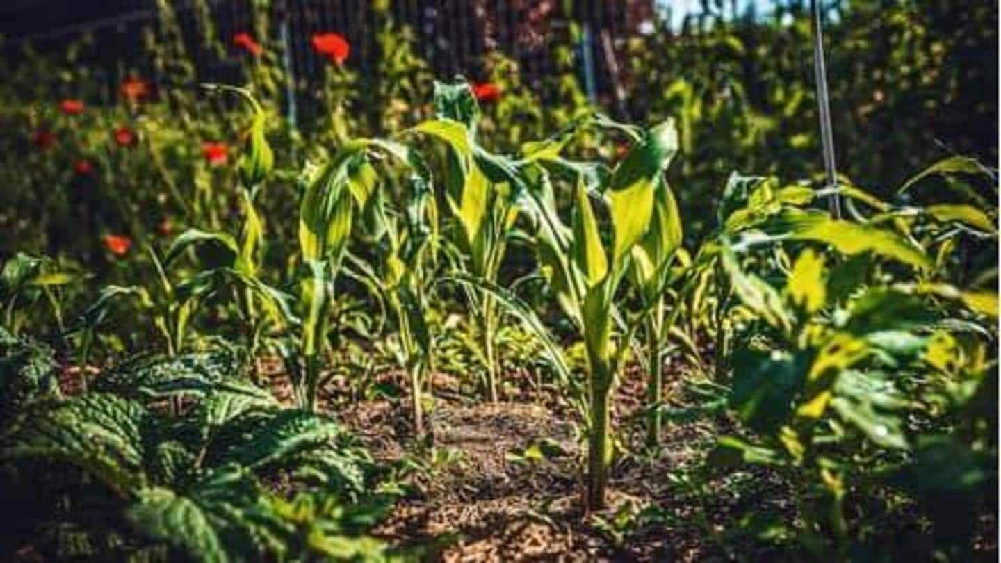 Cara membuat kebun sayur di rumah