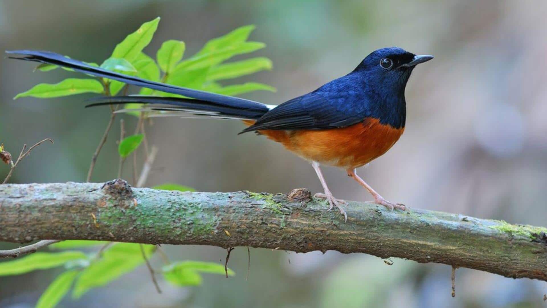 Bagaimana Burung Murai bisa Mengenali Bayangannya di Cermin? Bagaimana Burung Murai bisa Mengenali Bayangannya di Cermin?