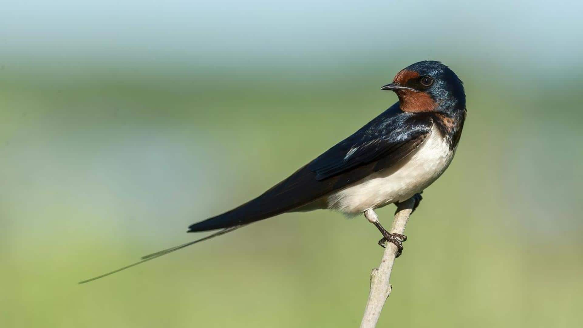Mengungkap Habitat dan Perilaku Burung Sriti yang Unik Mengungkap Habitat dan Perilaku Burung Sriti yang Unik