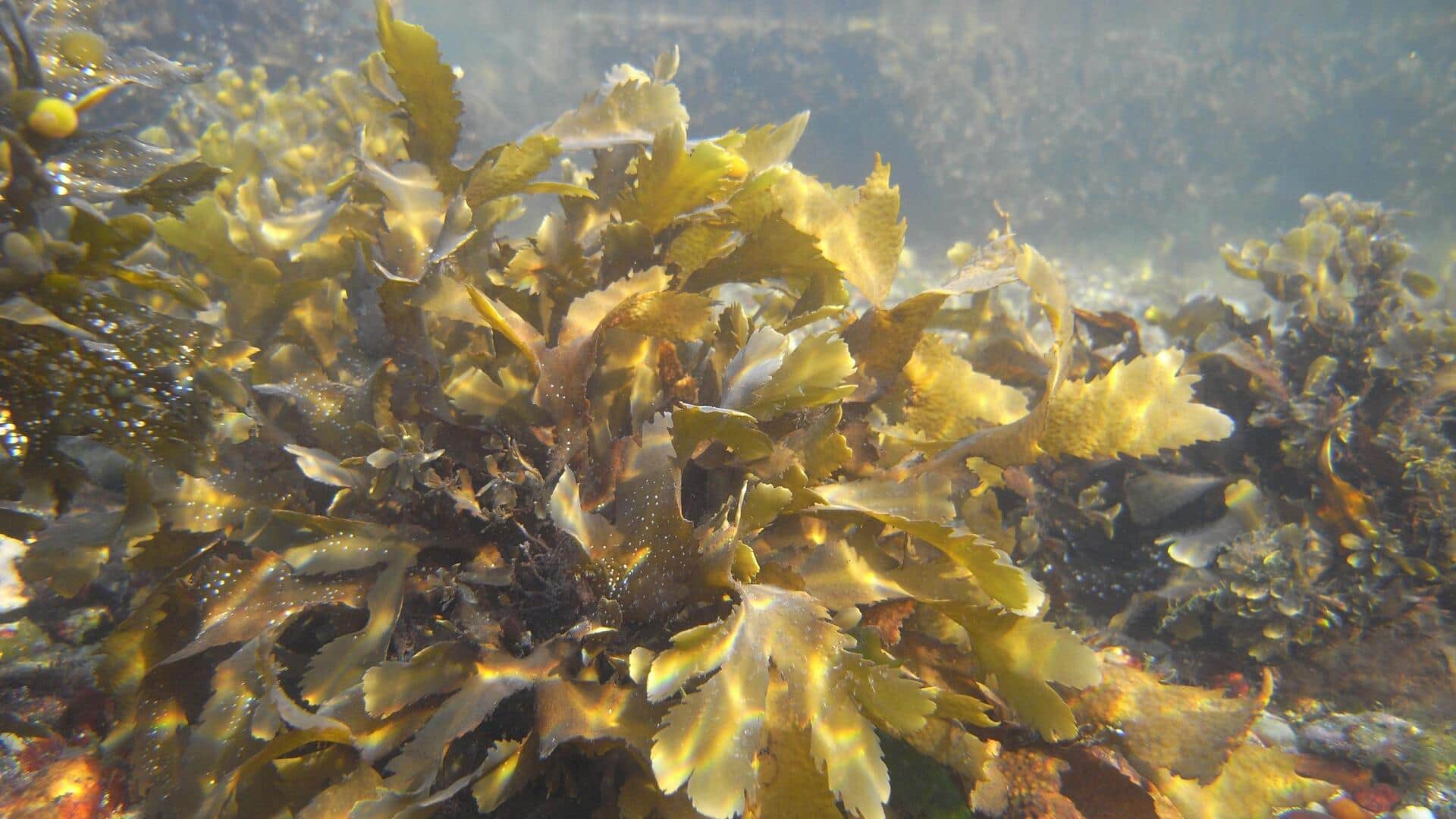 Potensi Rumput Laut dalam Manufaktur Ramah Lingkungan