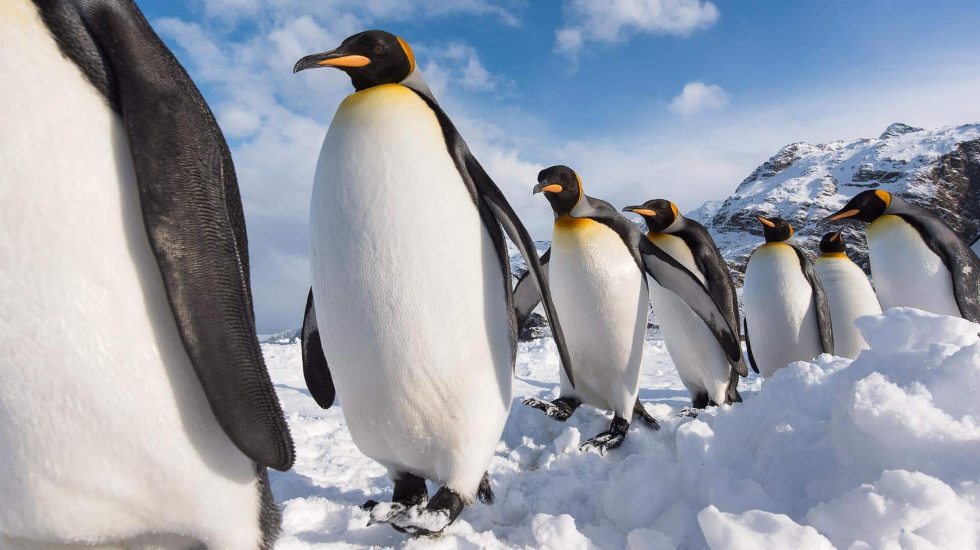 Menjelajahi Jejak Penguin yang Tersembunyi