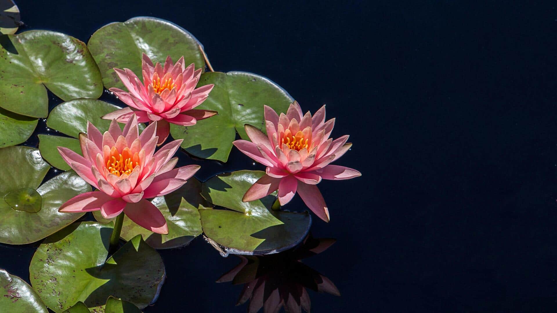 Lima Tanaman Pencinta Air untuk Kolam Hias