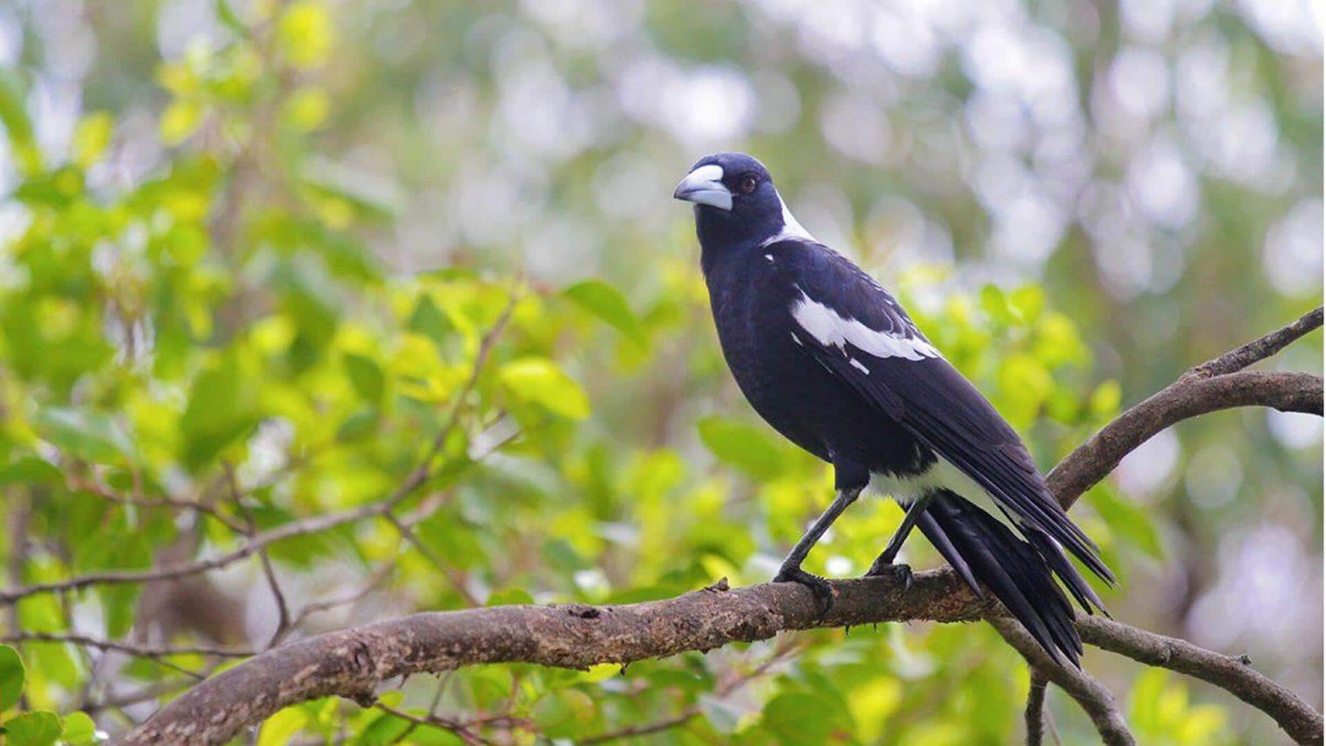 Warna Magpie: Evolusi dan Signifikansi Bulunya yang Ikonik 