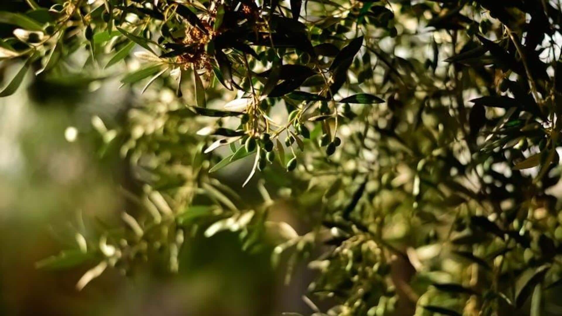 Menjelajahi Kebun Zaitun Tradisional di Siprus Menjelajahi Kebun Zaitun Tradisional di Siprus