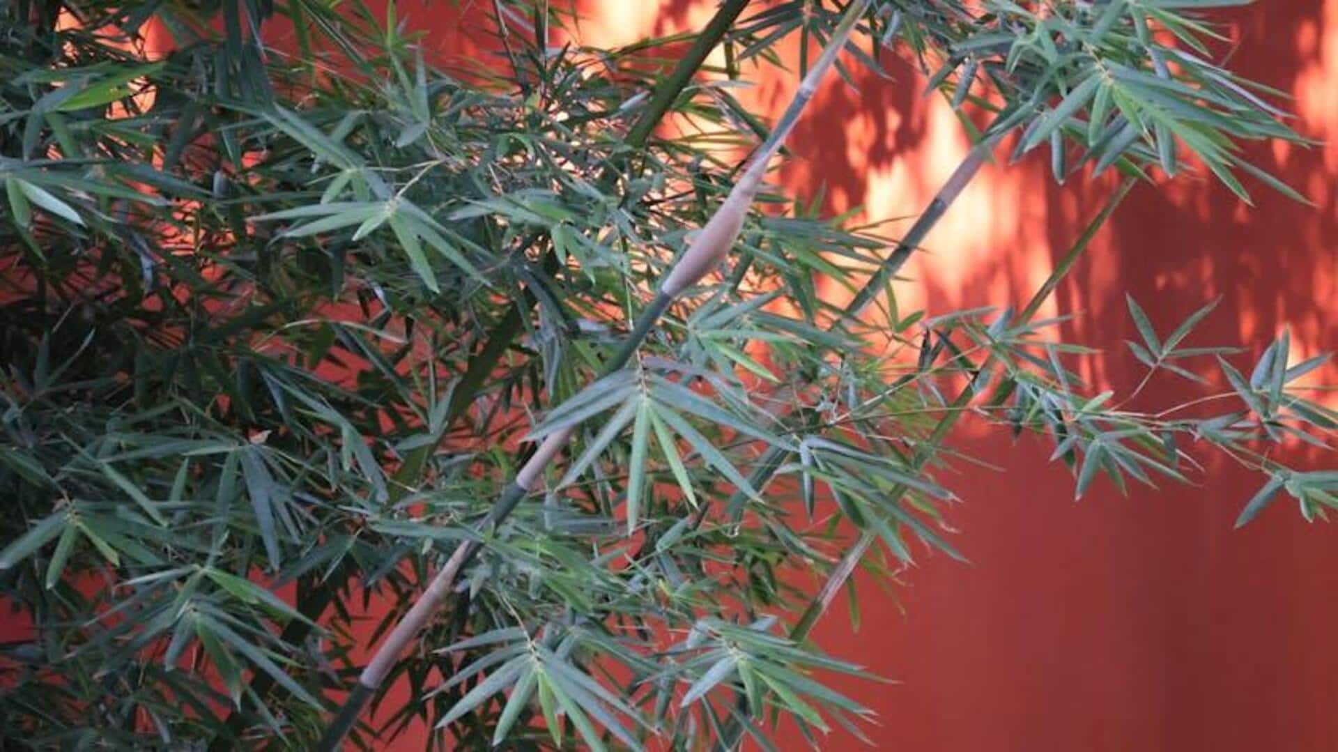 Mengapa Tanaman Bambu Tumbuh Subur di Ruang Kecil Indonesia