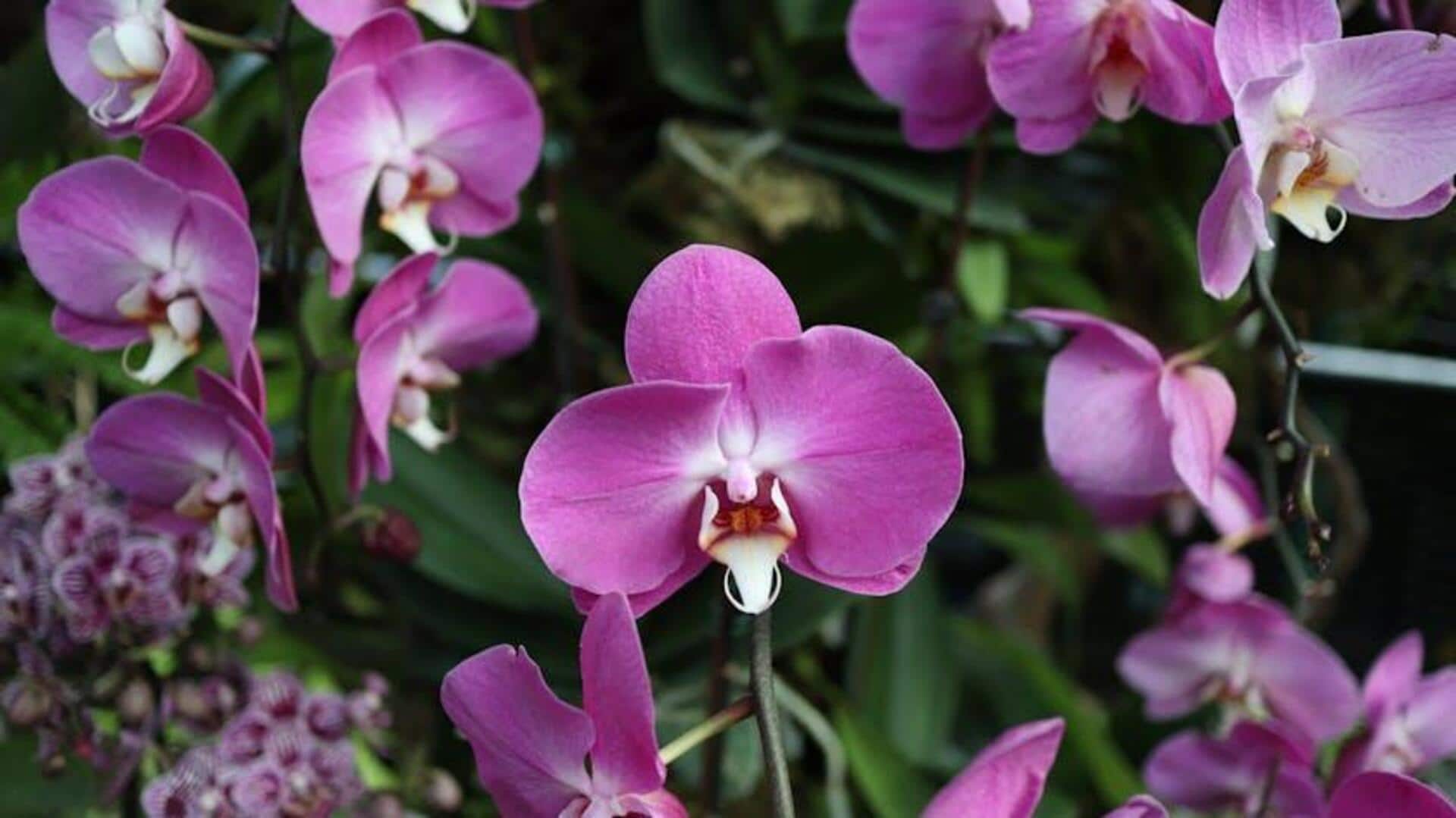 Perawatan Anggrek: 5 Tips Sederhana untuk Pemula