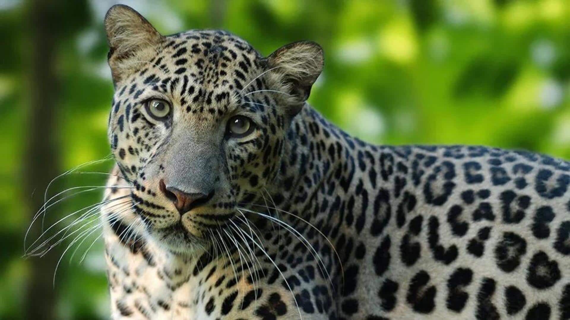 Memahami Komunikasi Macan Tutul yang Misterius