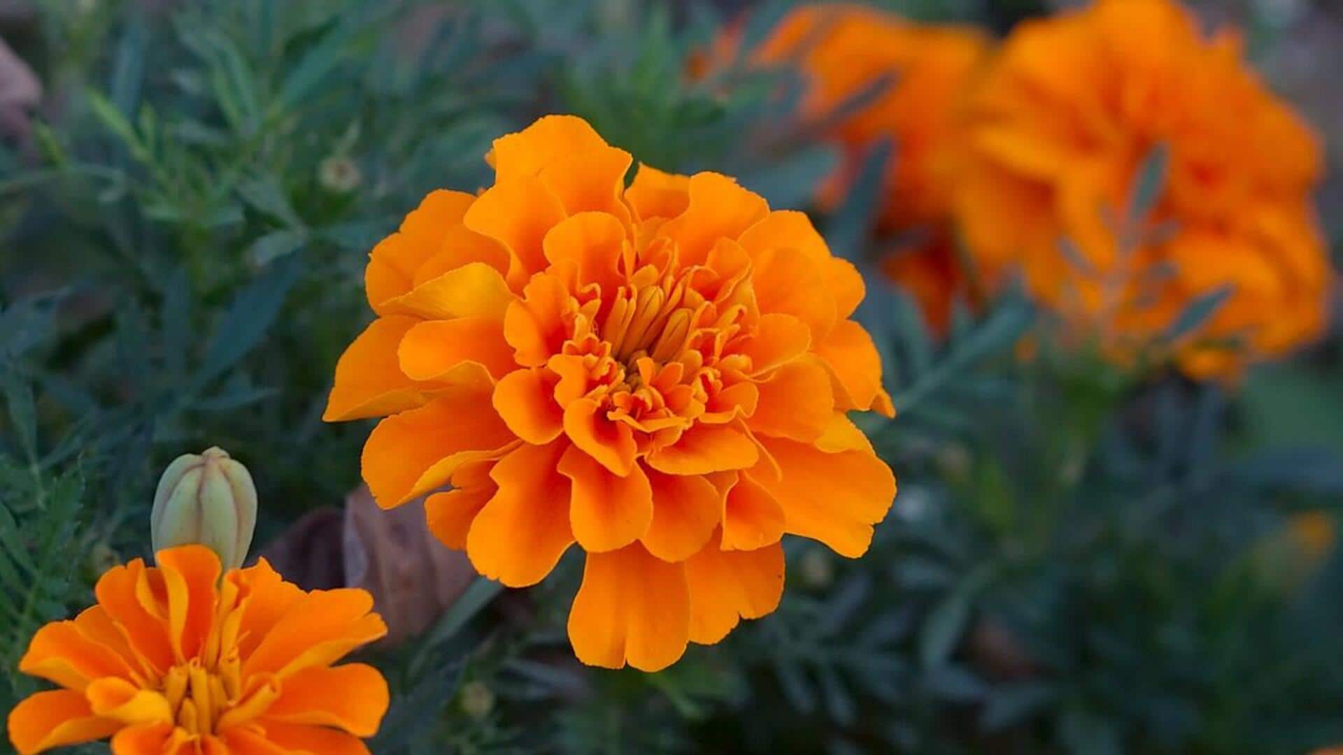 Manfaat Bunga Marigold yang Jarang Diketahui