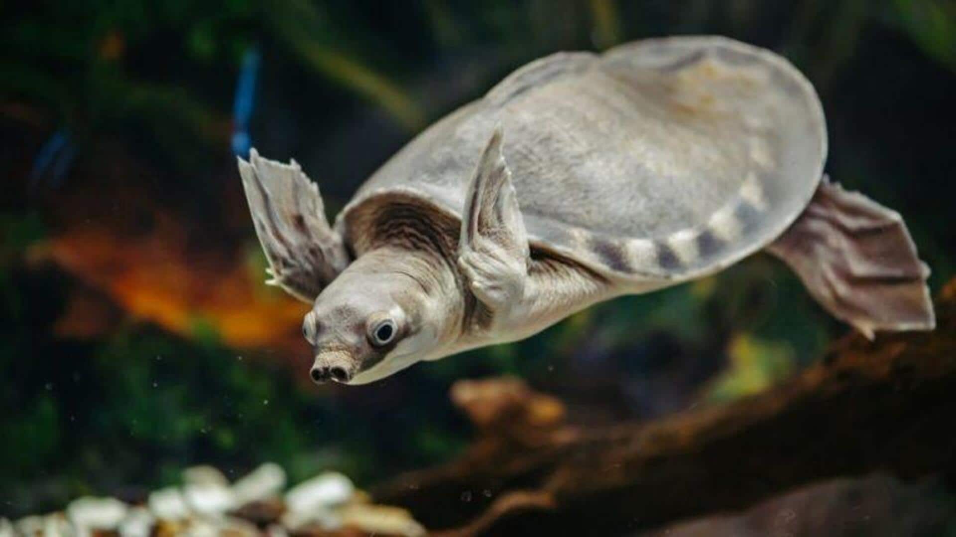 Spesies Kura-Kura Unik dengan Mekanisme Bertahan Hidup yang Luar Biasa